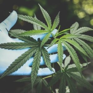 CBD | Bio Kendermag olaj
